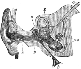 DIAGRAM OF THE EAR

A, auditory canal, leading to the eardrum B; C, cavity of the
middle ear, communicating by the Eustachian tube with the throat D and
containing the ear bones; E, semicircular canals; F, true hearing
organ; G, auditory nerve. (“The Human Mechanism,” by Hough and
Sedgwick.)