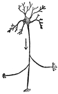 CONNECTING NERVE CELL

(From Martin’s “Human Body”)