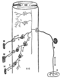 DIAGRAM OF NERVE CELL CONNECTIONS

S C, spinal cord; S, sense organ; M, muscle; a, sensory nerve
cell; b, connecting nerve cell; c, motor nerve cell