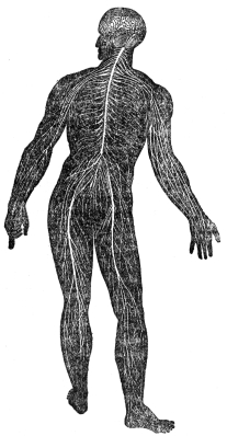 DIAGRAM ILLUSTRATING THE GENERAL ARRANGEMENT OF THE
NERVOUS SYSTEM

(From Martin’s “Human Body”)