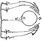 DIAGRAM ILLUSTRATING A REFLEX

An object O suddenly appears in front of the eye. Its image, formed on
the retina R, a sense organ, starts impulses along the fibers of the
sensory nerve cell s, which in turn stimulate the motor nerve cells
m. These in turn stimulate the appropriate muscles of the eyelid,
compelling a wink. (After Hough and Sedgwick, “The Human Mechanism.”)