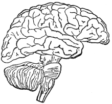 DIAGRAM ILLUSTRATING THE GENERAL RELATIONSHIPS OF THE
PARTS OF THE BRAIN

A, cerebrum; B, cerebellum; b, C, D, brain stem. (From
Martin’s “Human Body”)