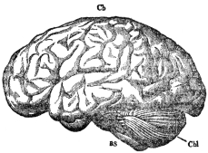 THE BRAIN FROM THE LEFT SIDE

Cb, cerebrum; Cbl, cerebellum; BS, brain stem. (From Martin’s
“Human Body”)