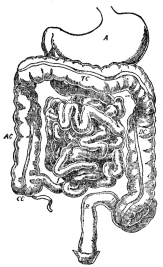 THE ALIMENTARY CANAL

A, stomach; J, I, small intestine; near CC, vermiform appendix;
AC, TC, DC, large intestine; R, rectum. (Martin’s “Human Body”)