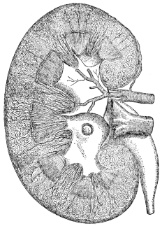 DIAGRAM OF KIDNEY

(From Martin’s “Human Body”)