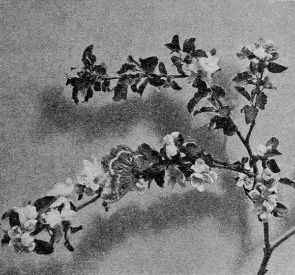 apple-blossoms