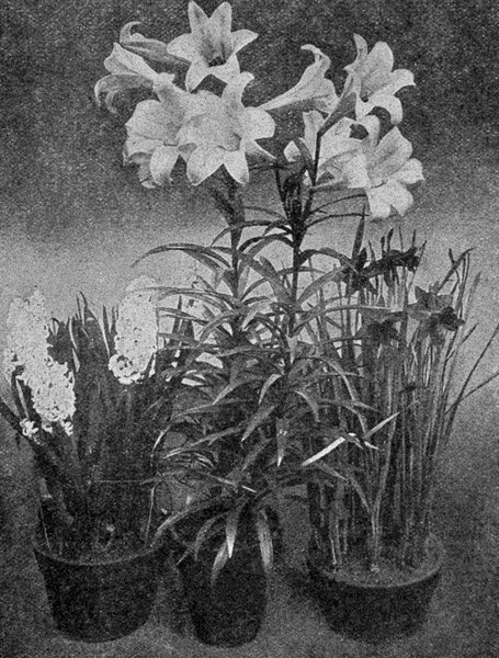 lily,
hyacinth, and daffodil
