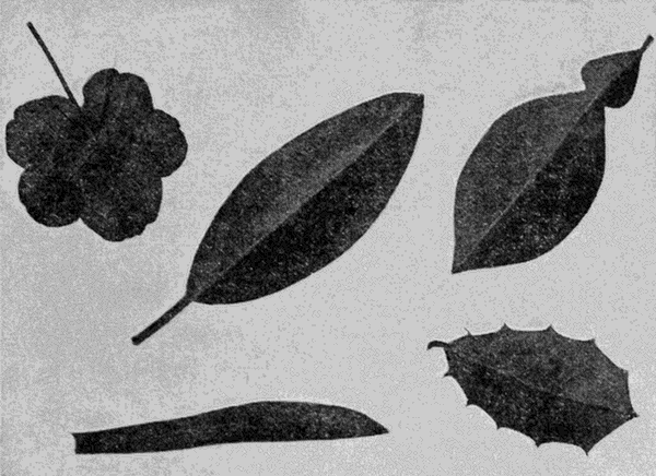 five
different leaves