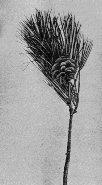 twig with
pinecone and needles
