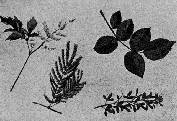 various
leaves