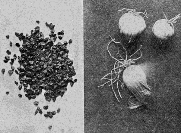 seed and
sets of an onion