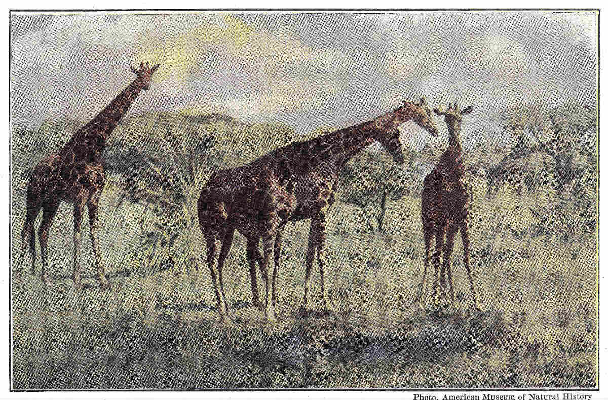 The Project Gutenberg eBook of Zoology: The Science of Animal Life, by  Ernest Ingersoll