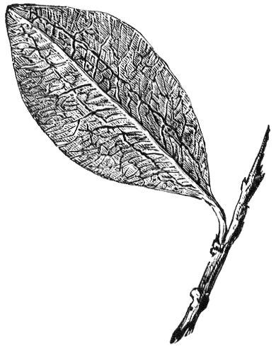 LEAF OF COCA OF COLOMBIA, NATURAL SIZE