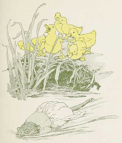 Ducklings laughing at Mrs. Muskrat swimming away