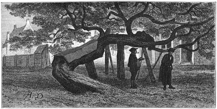 De moerbezi&euml;nboom van Jacoba van Beieren te Goes.