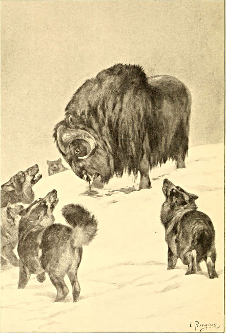 Musk-ox surrounded by dogs