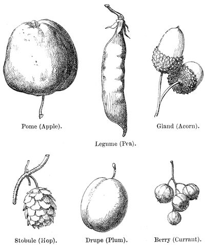 Pome (Apple). Gland (Acorn). Legume (Pea). Stobule (Hop). Drupe (Plum).
Berry (Currant).