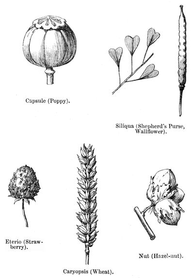 Capsule (Poppy). Siliqua (Shepherd's Purse, Wallflower).
Eterio (Strawberry). Nut (Hazel-nut). Caryopsis (Wheat).