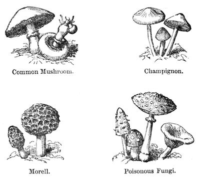 Common Mushroom, Champignon,
Morell and Poisonous Fungi