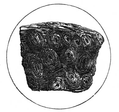 FIG. 76.—SECTION OF BONE, MAGNIFIED.
