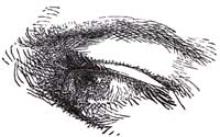 FRONT VIEW OF EYE