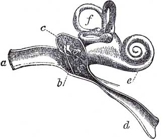 SECTION OF THE HUMAN EAR