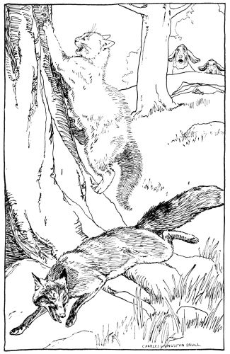 fox running and cat climbing tree