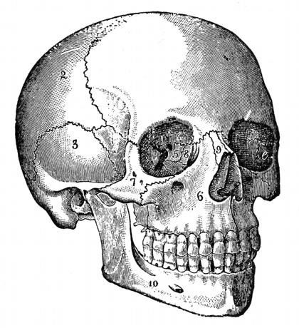 Osteology Malar and Lachrymal Bones Original Antique Print 1882 Palate Skull Medical Decor Anatomy Bone