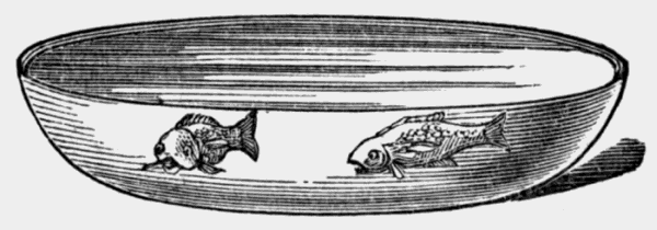 shallow
bowl holding two goldfish