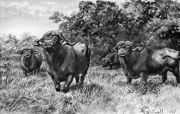 Buffalo bulls