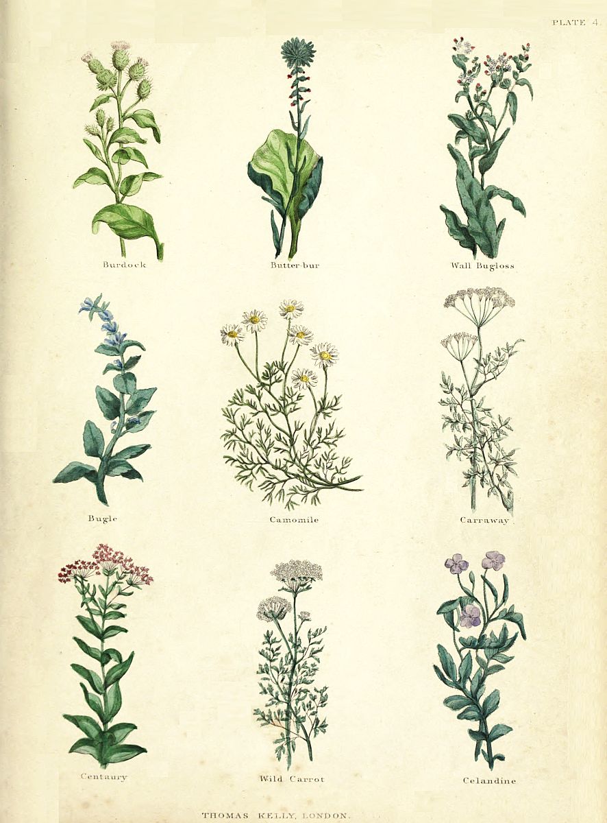 The Project Gutenberg eBook of The Complete Herbal, by Nicholas Culpeper, M.D. photo image