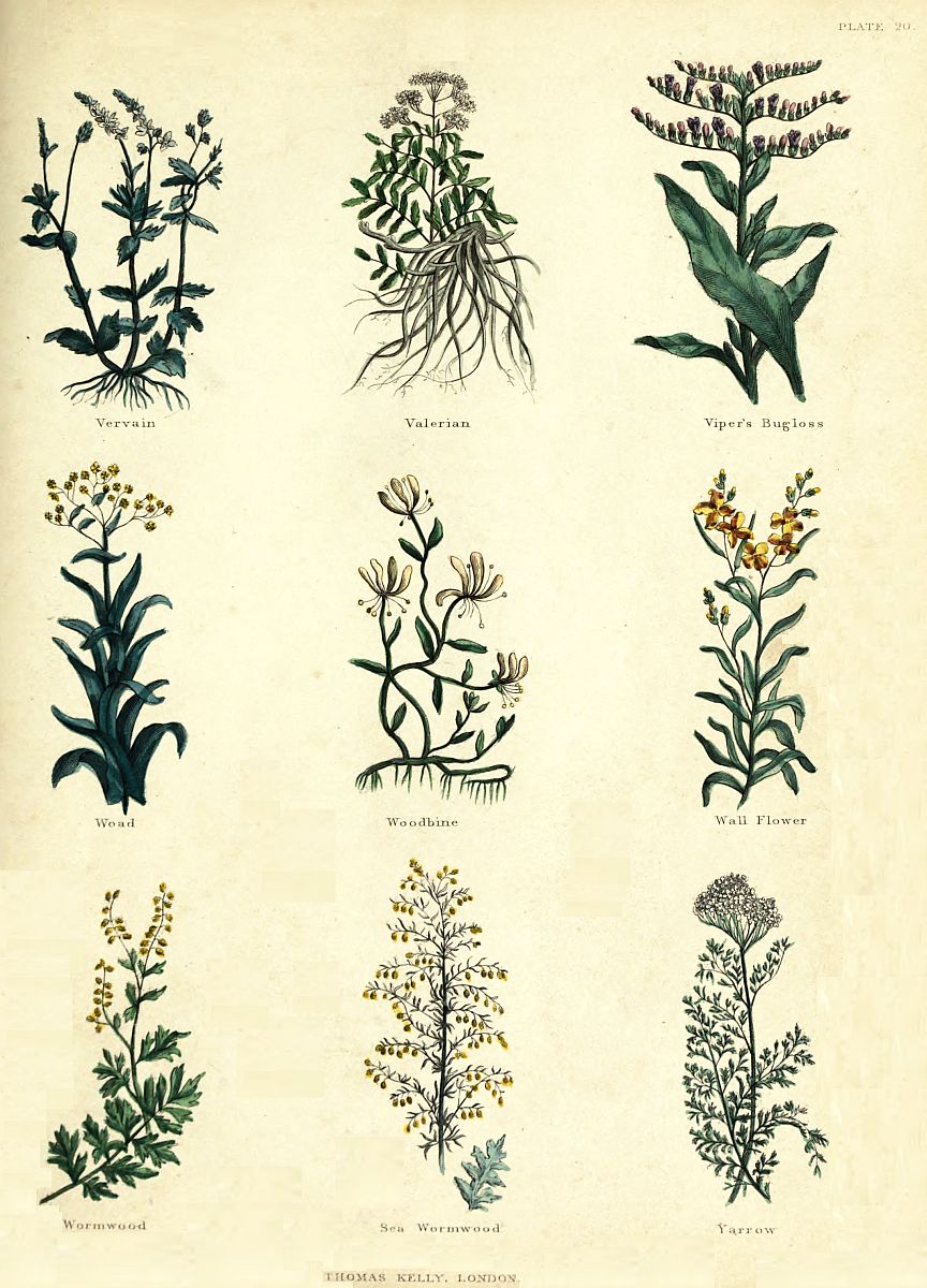 The Project Gutenberg eBook of The Complete Herbal, by Nicholas Culpeper, M.D. image
