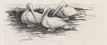 three pelicans