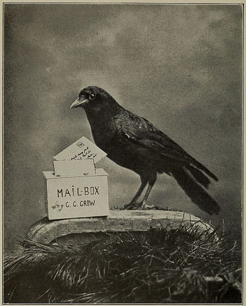 photo of crow and little mailbox