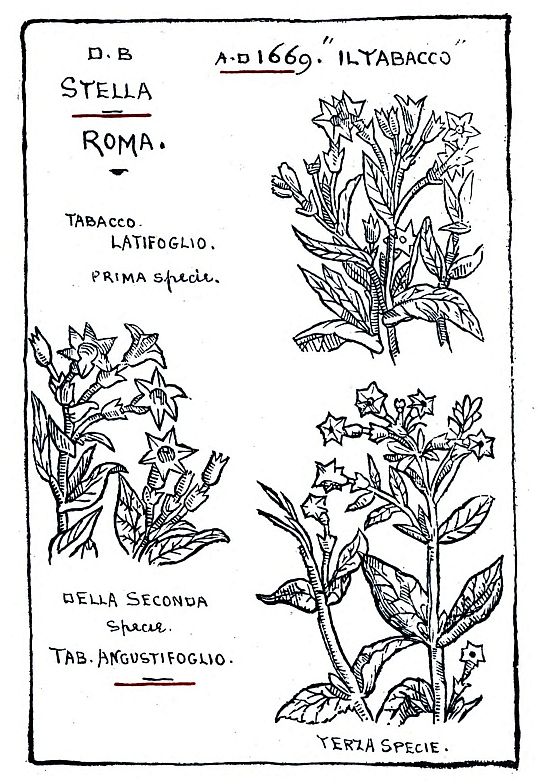 Page 9  D·B STELLA ROMA. A·D 1669. “ILTABACCO” TABACCO LATIFOGLIO. PRIMA specie. DELLA SECONDA  Specie. TAB. ANGUSTIFOGLIO. TERZA SPECIE.