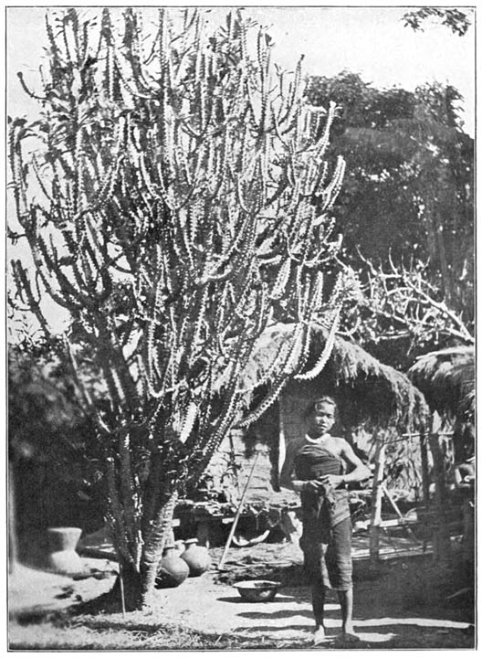 Siju Tree (Euphorbia splendens).