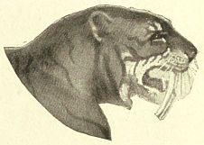 profile of sabertooth's head