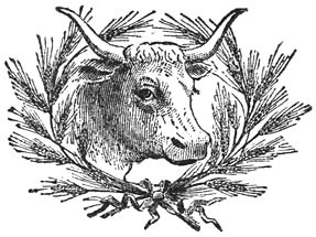 Head of ox.