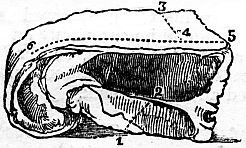 diagram of ribs
