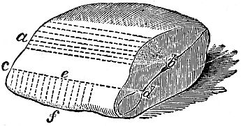 diagram of salmon sliced