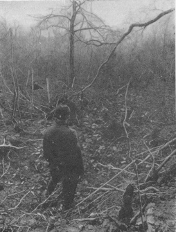 [Image not available]