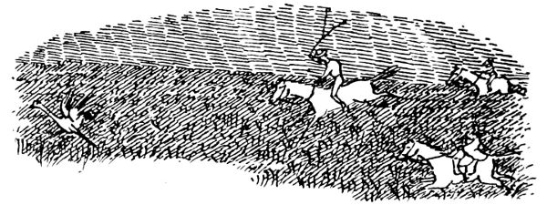 I'm a Simple Little Ostrich, But I Know It All