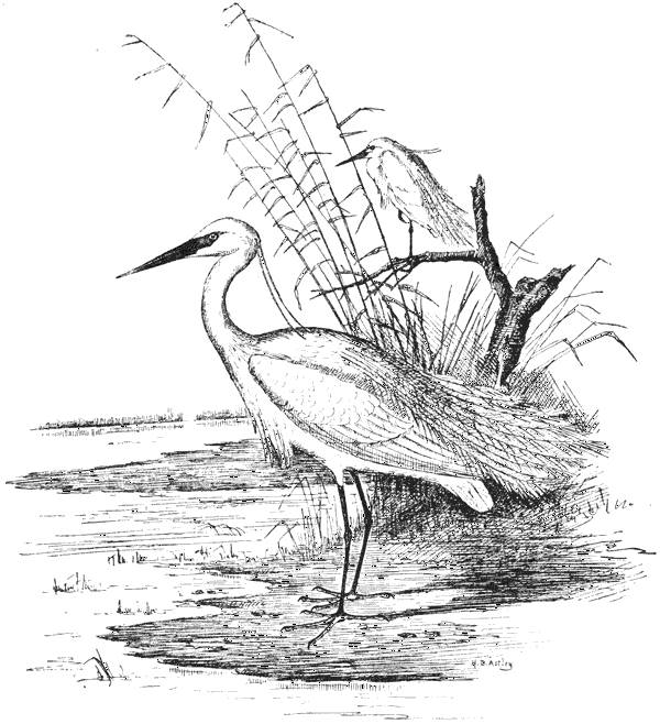 Beautiful Birds by Edmund Selous, a Project Gutenberg eBook.