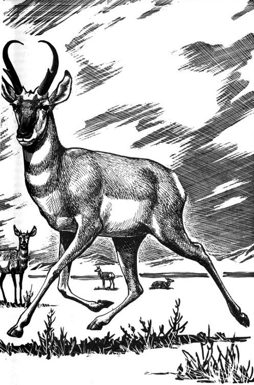 Mammals of the Southwest Mountains and Mesas, by George Olin