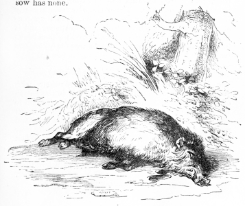 The Dental cosmos. Skull of bulldog. shows a pig which won first prize as  the the express purpose of coursing the hare, best white hog at a Royal  Agricultural in which