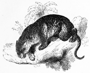 [Image not available]