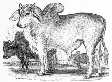 [Image not available]