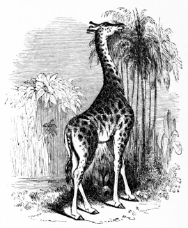 [Image not available]