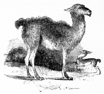 [Image not available]