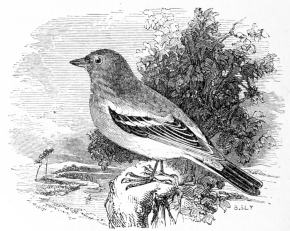 [Image not available]